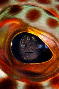 In the eye of the beholder: Ascension Island Grouper eyeb... by Paul Colley 